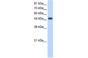 Image no. 1 for anti-RNA Binding Motif, Single Stranded Interacting Protein 1 (RBMS1) (Middle Region) antibody (ABIN2778819)