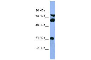 Image no. 2 for anti-Cytochrome P450, Family 8, Subfamily B, Polypeptide 1 (CYP8B1) (Middle Region) antibody (ABIN2788348)