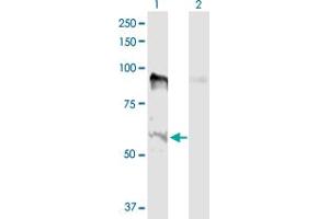 Image no. 1 for anti-Male-Specific Lethal 2 Homolog (MSL2) (AA 1-577) antibody (ABIN527393)