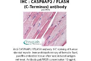 Image no. 1 for anti-CASP8 Associated Protein 2 (CASP8AP2) antibody (ABIN1732657)