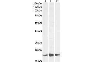 Image no. 6 for anti-Allograft Inflammatory Factor 1 (AIF1) (C-Term) antibody (ABIN184738)