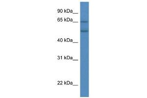 Image no. 1 for anti-Cytochrome P450, Family 2, Subfamily S, Polypeptide 1 (CYP2S1) (C-Term) antibody (ABIN2777764)