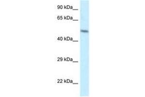 Image no. 1 for anti-ZFP2 Zinc Finger Protein (ZFP2) (AA 25-74) antibody (ABIN6747520)