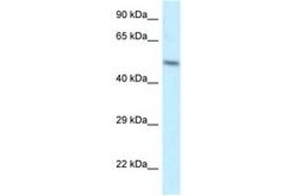 ZFP2 抗体  (AA 25-74)