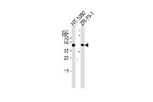 Image no. 2 for anti-Cartilage Associated Protein (CRTAP) (AA 31-59), (N-Term) antibody (ABIN5532526)