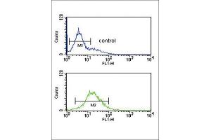 Image no. 1 for anti-Granzyme M (Lymphocyte Met-Ase 1) (GZMM) antibody (ABIN3002803)