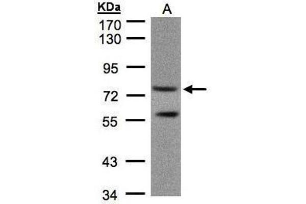 PDE4C antibody  (Center)