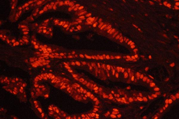 Avidin anticorps  (Cy3)