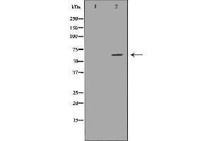 Image no. 2 for anti-Interleukin 10 Receptor, alpha (IL10RA) (C-Term) antibody (ABIN6262532)