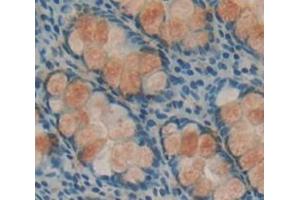 Image no. 2 for anti-Family With Sequence Similarity 5, Member C (FAM5C) (AA 74-264) antibody (ABIN1867867)