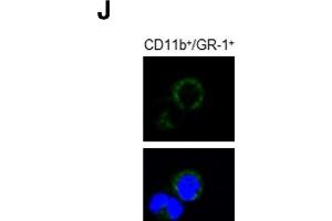 Image no. 6 for anti-CD81 (CD81) (Center) antibody (ABIN2855163)