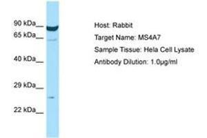 Image no. 1 for anti-Membrane-Spanning 4-Domains, Subfamily A, Member 7 (MS4A7) (AA 98-147) antibody (ABIN6750013)