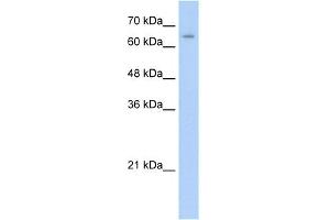 Image no. 1 for anti-Nuclear Receptor Subfamily 2, Group C, Member 1 (NR2C1) (C-Term) antibody (ABIN2780499)