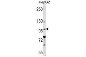 Image no. 1 for anti-Basonuclin 1 (BNC1) (AA 1-30), (N-Term) antibody (ABIN950670)