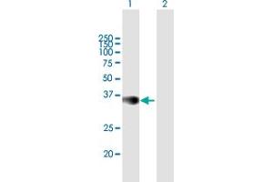 Western Blot analysis of SHARPIN expression in transfected 293T cell line by SHARPIN MaxPab polyclonal antibody.