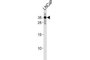 RNF4 Antikörper  (C-Term)