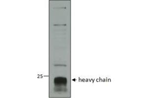 Image no. 2 for anti-Cathepsin C (CTSC) (AA 238-252) antibody (ABIN1590155)