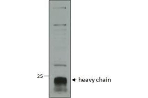 CTSC 抗体  (AA 238-252)