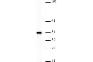 Image no. 1 for anti-Napsin A Aspartic Peptidase (NAPSA) antibody (ABIN6972405)