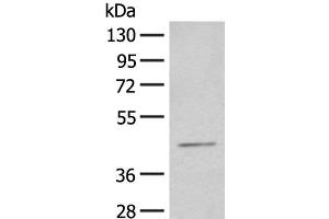 HENMT1 antibody