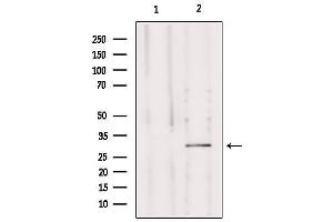 Image no. 1 for anti-Mitochondrial Ribosomal Protein S15 (MRPS15) (Internal Region) antibody (ABIN6263378)