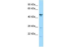 WB Suggested Anti-Spata6 Antibody Titration: 1.