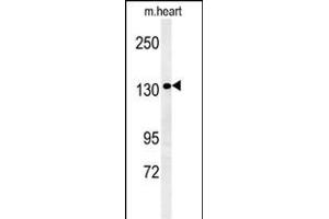 ANKRD32 Antibody (N-term) (ABIN651599 and ABIN2840316) western blot analysis in mouse heart tissue lysates (35 μg/lane).