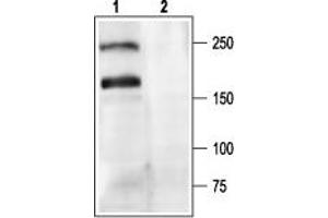 anti-Calcium Channel, Voltage-Dependent, P/Q Type, alpha 1A Subunit (CACNA1A) (AA 865-881), (Intracellular) antibody