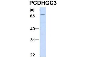 Image no. 2 for anti-Protocadherin gamma Subfamily C, 3 (PCDHGC3) (C-Term) antibody (ABIN2782183)