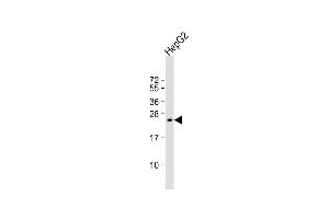 Anti-NOG Antibody (Center) at 1:1000 dilution + HepG2 whole cell lysate Lysates/proteins at 20 μg per lane.