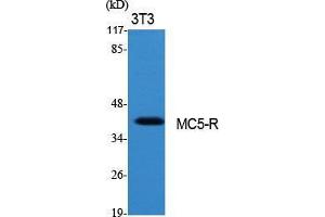 Image no. 2 for anti-Melanocortin 5 Receptor (MC5R) (C-Term) antibody (ABIN3185487)