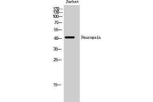 Image no. 1 for anti-Opsin 5 (OPN5) (C-Term) antibody (ABIN3185858)