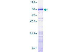 Image no. 1 for RD RNA Binding Protein (RDBP) (AA 1-380) protein (GST tag) (ABIN1317719)