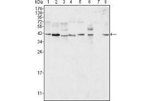 Image no. 2 for anti-Mitogen-Activated Protein Kinase 1 (MAPK1) antibody (ABIN1724654)