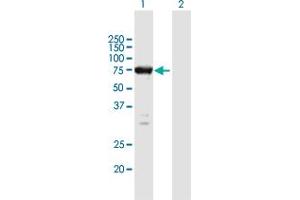 Western Blot analysis of ELMO1 expression in transfected 293T cell line by ELMO1 MaxPab polyclonal antibody.