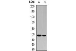 Image no. 3 for anti-Glycine Amidinotransferase (L-Arginine:glycine Amidinotransferase) (GATM) antibody (ABIN2966390)