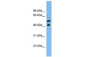 Image no. 1 for anti-Paraoxonase 3 (PON3) (Middle Region) antibody (ABIN2777017)