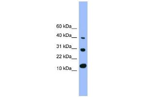 Image no. 4 for anti-Bone Morphogenetic Protein 7 (BMP7) (N-Term) antibody (ABIN2779568)