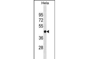 FH Antibody (N-term) (ABIN1538954 and ABIN2849886) western blot analysis in Hela cell line lysates (35 μg/lane).