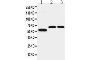 Image no. 1 for anti-Solute Carrier Family 1 (Glutamate/Neutral Amino Acid Transporter), Member 4 (SLC1A4) (AA 495-512), (C-Term) antibody (ABIN3044002)