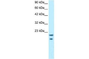 Image no. 2 for anti-C-Myc Binding Protein (MYCBP) (Middle Region) antibody (ABIN2777462)