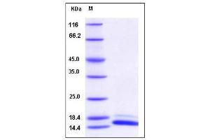 Image no. 1 for T-Cell Leukemia/lymphoma 1A (TCL1A) (AA 2-114) protein (His tag) (ABIN2005519)