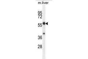 Image no. 1 for anti-TBCC Domain Containing 1 (TBCCD1) (AA 498-528), (C-Term) antibody (ABIN955102)