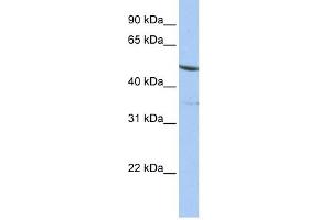 Image no. 1 for anti-Interferon Related Developmental Regulator 1 (IFRD1) (N-Term) antibody (ABIN630559)