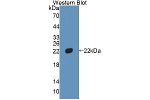 Image no. 2 for anti-High Mobility Group Box 4 (HMGB4) (AA 25-167) antibody (ABIN5013697)