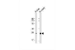 Image no. 3 for anti-Neurotrophin 3 (NTF3) (AA 152-184), (C-Term) antibody (ABIN392181)