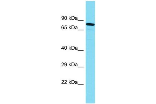 MTMR10 antibody  (C-Term)