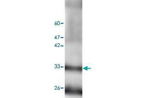Image no. 1 for anti-Regucalcin (RGN) antibody (ABIN5586983)