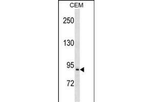 PREP Antibody (Center) (ABIN1538258 and ABIN2850377) western blot analysis in CEM cell line lysates (35 μg/lane).