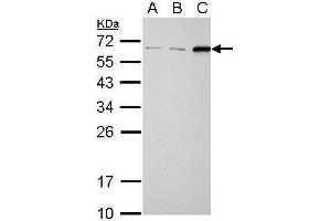 Image no. 6 for anti-Sequestosome 1 (SQSTM1) (Internal Region) antibody (ABIN2854836)